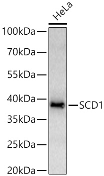 Western blot analysis of lysates from HeLa cells using SCD1 Rabbit mAb at 1:1000 dilution incubated overnight at 4℃.|Secondary antibody: HRP-conjugated Goat anti-Rabbit IgG (H+L) at 1:10000 dilution.|Lysates/proteins: 25 μg per lane.|Blocking buffer: 3% nonfat dry milk in TBST.|Detection: ECL Basic Kit.|Exposure time: 10s.