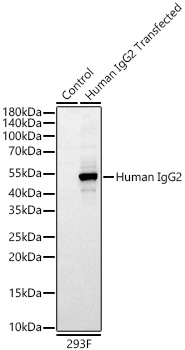 Western blot analysis of lysates from wild type (WT) and 293F cells transfected with Human IgG2 using Rabbit Anti-Human IgG2 (Fc) mAb at 1:1000 dilution incubated overnight at 4℃.|Secondary antibody: HRP-conjugated Goat anti-Rabbit IgG (H+L) at 1:10000 dilution.|Lysates/proteins: 20 μg per lane.|Blocking buffer: 3% nonfat dry milk in TBST.|Detection: ECL Basic Kit|.Exposure time: 30s.