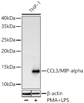 Western blot analysis of lysates from THP-1 cells using CCL3/MIP-alpha Rabbit mAb at 1:1000 dilution incubated overnight at 4℃. THP-1 cells were treated with PMA (80 nM) at 37℃ for overnight and LPS (1 μg/ml) at 37℃ for 6 hours. | Secondary antibody: HRP-conjugated Goat anti-Rabbit IgG (H+L) at 1:10000 dilution.|Lysates/proteins: 30 μg per lane.| Blocking buffer: 3 % nonfat dry milk in TBST.| Detection: ECL Basic Kit.| Exposure time: 45 s.