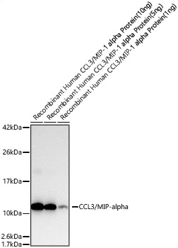 Western blot analysis of lysates from Recombinant Human CCL3/MIP-1 alpha Protein  using CCL3/MIP-alpha Rabbit mAb at 1:25000 dilution incubated overnight at 4℃.|Secondary antibody: HRP-conjugated Goat anti-Rabbit IgG (H+L) at 1:10000 dilution.|Lysates/proteins: 10ng/5ng/1ng per lane.|Blocking buffer: 3% nonfat dry milk in TBST.|Detection: ECL Basic Kit.|Exposure time: 10s.