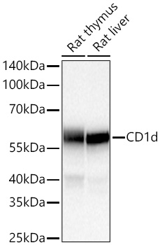 Western blot analysis of various lysates using CD1d Rabbit mAb at 1:25000 dilution incubated overnight at 4℃.|Secondary antibody: HRP-conjugated Goat anti-Rabbit IgG (H+L) at 1:10000 dilution.|Lysates/proteins: 25 μg per lane.|Blocking buffer: 3% nonfat dry milk in TBST.|Detection: ECL Basic Kit.|Exposure time: 45s.