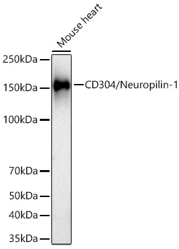 Western blot analysis of lysates from Mouse heart using CD304/Neuropilin-1 Rabbit mAb at 1:1000 dilution incubated overnight at 4℃.|Secondary antibody: HRP-conjugated Goat anti-Rabbit IgG (H+L) at 1:10000 dilution.|Lysates/proteins: 25 μg per lane.|Blocking buffer: 3% nonfat dry milk in TBST.|Detection: ECL Basic Kit.|Exposure time: 90s.