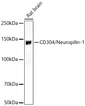 Western blot analysis of lysates from Rat brain using CD304/Neuropilin-1 Rabbit mAb at 1:1000 dilution incubated overnight at 4℃.|Secondary antibody: HRP-conjugated Goat anti-Rabbit IgG (H+L) at 1:10000 dilution.|Lysates/proteins: 25 μg per lane.|Blocking buffer: 3% nonfat dry milk in TBST.|Detection: ECL Basic Kit.|Exposure time: 45s.