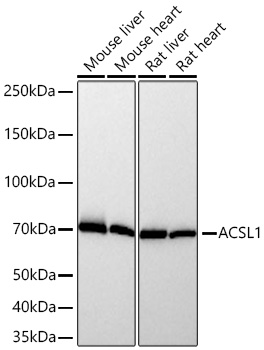 Western blot analysis of various lysates using ACSL1 Rabbit mAb at 1:16000 dilution incubated at room temperature for 1.5 hours.|Secondary antibody: HRP-conjugated Goat anti-Rabbit IgG (H+L) at 1:10000 dilution.|Lysates/proteins: 25 μg per lane.|Blocking buffer: 3% nonfat dry milk in TBST.|Detection: ECL Basic Kit.|Exposure time: 1s.