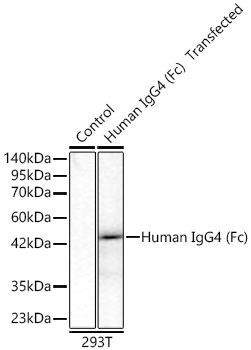 Western blot analysis of lysates from wild type (WT) and 293F cells transfected with Human IgG4 (Fc) using Rabbit anti Human IgG4 (Fc)  mAb at  dilution incubated overnight at 4℃.|Secondary antibody: HRP-conjugated Goat anti-Rabbit IgG (H+L) at 1:10000 dilution.|Lysates/proteins: 20 μg per lane.|Blocking buffer: 3% nonfat dry milk in TBST.|Detection: ECL Basic Kit|.Exposure time: 3s.
