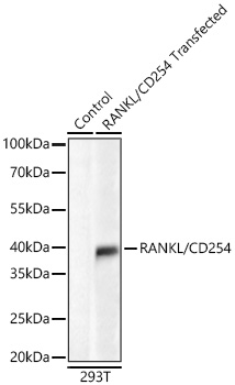Western blot analysis of lysates from wild type (WT) and 293T cells transfected with RANKL/CD254 using RANKL/CD254 Rabbit mAb at 1:5000 dilution incubated overnight at 4℃.|Secondary antibody: HRP-conjugated Goat anti-Rabbit IgG (H+L) at 1:10000 dilution.|Lysates/proteins: 20 μg per lane.|Blocking buffer: 3% nonfat dry milk in TBST.|Detection: ECL Basic Kit|.Exposure time: 30s.