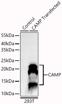 Western blot analysis of lysates from wild type (WT) and 293T cells transfected with CAMP using CAMP Rabbit mAb at 1:12000 dilution incubated at room temperature for 1.5 hours.|Secondary antibody: HRP-conjugated Goat anti-Rabbit IgG (H+L) at 1:10000 dilution.|Lysates/proteins: 20 μg per lane.|Blocking buffer: 3% nonfat dry milk in TBST.|Detection: ECL Basic Kit|.Exposure time: 10s.