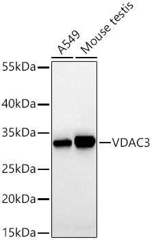 Western blot analysis of various lysates using [KD Validated] VDAC3 Rabbit mAb (A26244) at 1:1000 dilution incubated overnight at 4℃.|Secondary antibody: HRP-conjugated Goat anti-Rabbit IgG (H+L) (AS014) at 1:10000 dilution.|Lysates/proteins: 25 μg per lane.|Blocking buffer: 3% nonfat dry milk in TBST.|Detection: ECL Basic Kit (RM00020).|Exposure time: 20s.