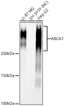 Western blot analysis of various lysates using ABCA1 Rabbit mAb (A26706)at 1:5000 dilution incubated overnight at 4℃.|Secondary antibody: HRP-conjugated Goat anti-Rabbit IgG (H+L) (AS014) at 1:10000 dilution.|Lysates/proteins: 25 μg per lane.|Blocking buffer: 3% nonfat dry milk in TBST.|Detection: ECL Basic Kit (RM00020).|Negative control (NC): SH-SY5Y|Exposure time: 60s.