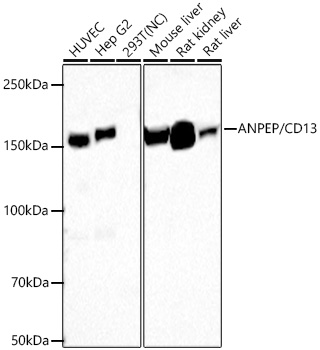 Western blot analysis of various lysates using ANPEP/CD13 Rabbit mAb at 1:17000 dilution incubated overnight at 4℃.|Secondary antibody: HRP-conjugated Goat anti-Rabbit IgG (H+L) at 1:10000 dilution.|Lysates/proteins: 25 μg per lane.|Blocking buffer: 3% nonfat dry milk in TBST.|Detection: ECL Basic Kit.|Negative control (NC): 293T|Exposure time: 30s.