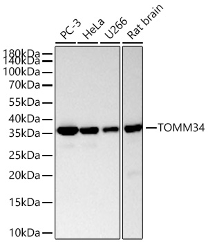 Western blot analysis of various lysates using TOMM34 Rabbit mAb (A27418) at 1:13000 dilution incubated overnight at 4℃.|Secondary antibody: HRP-conjugated Goat anti-Rabbit IgG (H+L) (AS014) at 1:10000 dilution.|Lysates/proteins: 25 μg per lane.|Blocking buffer: 3% nonfat dry milk in TBST.|Detection: ECL Basic Kit (RM00020).|Exposure time: 45s.