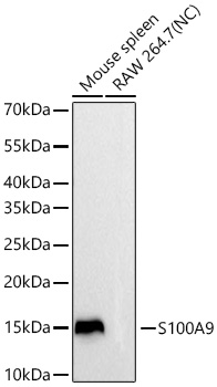 Western blot analysis of various lysates using S100A9 Rabbit mAb at 1:20000 dilution incubated overnight at 4℃.|Secondary antibody: HRP-conjugated Goat anti-Rabbit IgG (H+L) at 1:10000 dilution.|Lysates/proteins: 25 μg per lane.|Blocking buffer: 3% nonfat dry milk in TBST.|Detection: ECL Basic Kit.|Negative control (NC): RAW 264.7.|Exposure time: 20 s.