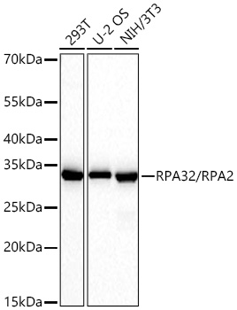 Western blot analysis of various lysates using RPA32/RPA2 Rabbit mAb at 1:25000 dilution incubated overnight at 4℃.|Secondary antibody: HRP-conjugated Goat anti-Rabbit IgG (H+L) at 1:10000 dilution.|Lysates/proteins: 25 μg per lane.|Blocking buffer: 3% nonfat dry milk in TBST.|Detection: ECL Basic Kit.|Exposure time: 30s.