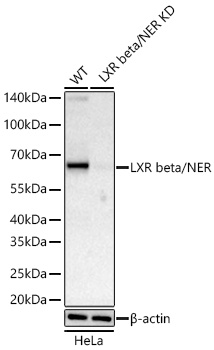 Western blot analysis of lysates from wild type (WT) and  LXR beta/NER knockdown (KD) HeLa cells using [KD Validated] LXR beta/NER Rabbit mAb (A27712) at 1:13000 dilution incubated overnight at 4℃.|Secondary antibody: HRP-conjugated Goat anti-Rabbit IgG (H+L) (AS014) at 1:10000 dilution.|Lysates/proteins: 25 μg per lane.|Blocking buffer: 3% nonfat dry milk in TBST.|Detection: ECL Basic Kit (RM00020).|Exposure time: 60s.
