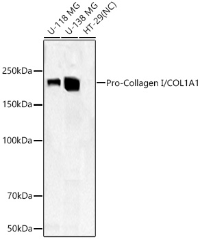Western blot analysis of various lysates using Pro-Collagen I/COL1A1 Rabbit mAb at 1:13000 dilution incubated overnight at 4℃.|Secondary antibody: HRP-conjugated Goat anti-Rabbit IgG (H+L) at 1:10000 dilution.|Lysates/proteins: 25 μg per lane.|Blocking buffer: 3% nonfat dry milk in TBST.|Detection: ECL Basic Kit.|Negative control (NC): HT-29|Exposure time: 10s.