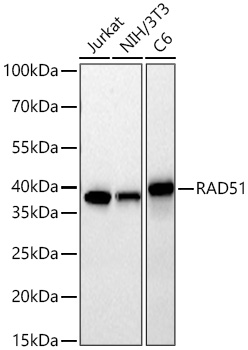 Western blot analysis of various lysates using RAD51 Rabbit mAb at 1:5000 dilution incubated overnight at 4℃.|Secondary antibody: HRP-conjugated Goat anti-Rabbit IgG (H+L) at 1:10000 dilution.|Lysates/proteins: 25 μg per lane.|Blocking buffer: 3% nonfat dry milk in TBST.|Detection: ECL Basic Kit.|Exposure time: 10s.