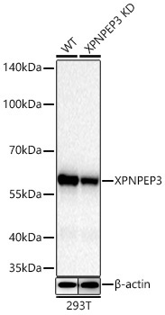 Western blot analysis of lysates from wild type (WT) and XPNPEP3 knockdown (KD) 293T cells using [KD Validated] XPNPEP3 Rabbit mAb (A26950) at 1:13000 dilution incubated overnight at 4℃.|Secondary antibody: HRP-conjugated Goat anti-Rabbit IgG (H+L) (AS014) at 1:10000 dilution.|Lysates/proteins: 25 μg per lane.|Blocking buffer: 3% nonfat dry milk in TBST.|Detection: ECL Basic Kit (RM00020).|Exposure time: 10s.