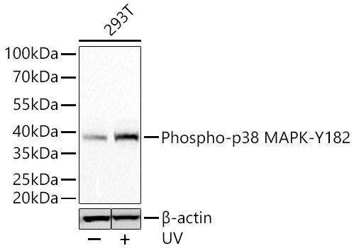 Western blot analysis of lysates from 293T cells using Phospho-p38 MAPK-Y182 Rabbit mAb at 1:50000 dilution incubated overnight at 4℃. 293T cells were treated with UV at room temperature for 15-30 minutes.|Secondary antibody: HRP-conjugated Goat anti-Rabbit IgG (H+L) at 1:10000 dilution.|Lysates/proteins: 30 μg per lane.| Blocking buffer: 3 % nonfat dry milk in TBST.| Detection: ECL Basic Kit.| Exposure time: 90s.