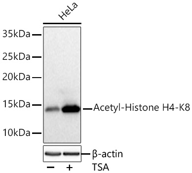 Western blot analysis of lysates from HeLa cells using Acetyl-Histone H4-K8 Rabbit mAb (A26921) at 1:12000 dilution incubated overnight at 4℃. HeLa cells were treated with TSA (1 μM) at 37℃ for 18 hours. | Secondary antibody: HRP-conjugated Goat anti-Rabbit IgG (H+L) (AS014) at 1:10000 dilution.|Lysates/proteins: 30 μg per lane.| Blocking buffer: 3 % nonfat dry milk in TBST.| Detection: ECL Basic Kit (RM00020).| Exposure time: 5s.