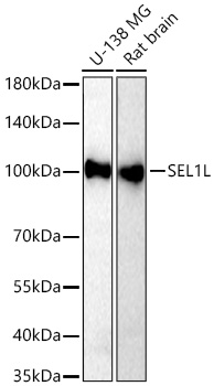 Western blot analysis of various lysates using SEL1L Rabbit mAb at 1:12000 dilution incubated overnight at 4℃.|Secondary antibody: HRP-conjugated Goat anti-Rabbit IgG (H+L) at 1:10000 dilution.|Lysates/proteins: 25 μg per lane.|Blocking buffer: 3% nonfat dry milk in TBST.|Detection: ECL Basic Kit.|Exposure time: 90s.