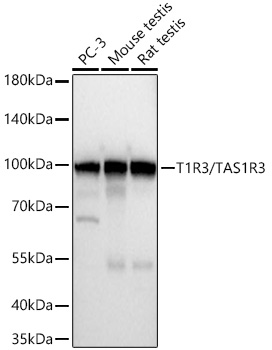 Western blot analysis of various lysates using T1R3/TAS1R3 Rabbit mAb at 1:72000 dilution incubated overnight at 4℃.|Secondary antibody: HRP-conjugated Goat anti-Rabbit IgG (H+L) at 1:10000 dilution.|Lysates/proteins: 25 μg per lane.|Blocking buffer: 3% nonfat dry milk in TBST.|Detection: ECL Basic Kit.|Exposure time: 1s.