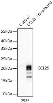 Western blot analysis of lysates from wild type (WT) and 293F,293F-CCL25 cells transfected with CCL25 using CCL25 Rabbit mAb at 1:20000 dilution incubated overnight at 4℃.|Secondary antibody: HRP-conjugated Goat anti-Rabbit IgG (H+L) at 1:10000 dilution.|Lysates/proteins: 20 μg per lane.|Blocking buffer: 3% nonfat dry milk in TBST.|Detection: ECL Basic Kit|.Exposure time: 60s.