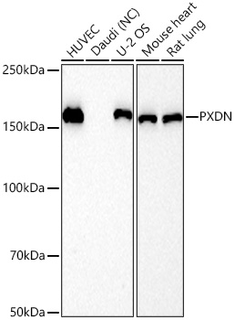 Western blot analysis of various lysates using PXDN Rabbit mAb at 1:15000 dilution incubated overnight at 4℃.|Secondary antibody: HRP-conjugated Goat anti-Rabbit IgG (H+L) at 1:10000 dilution.|Lysates/proteins: 25 μg per lane.|Blocking buffer: 3% nonfat dry milk in TBST.|Detection: ECL Basic Kit.|Negative control (NC): Daudi|Exposure time: 45s.