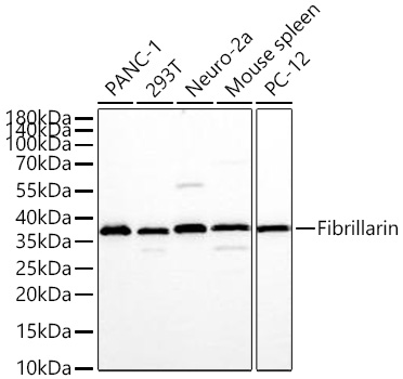 Western blot analysis of various lysates using Fibrillarin Rabbit mAb at 1:25000 dilution incubated overnight at 4℃.|Secondary antibody: HRP-conjugated Goat anti-Rabbit IgG (H+L) at 1:10000 dilution.|Lysates/proteins: 25 μg per lane.|Blocking buffer: 3% nonfat dry milk in TBST.|Detection: ECL Basic Kit.|Exposure time: 20s.