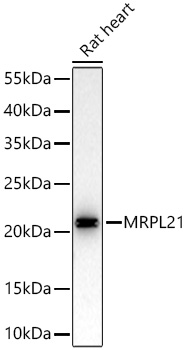 Western blot analysis of lysates from Rat heart using [KD Validated] MRPL21 Rabbit mAb (A26947) at 1:6000 dilution incubated overnight at 4℃.|Secondary antibody: HRP-conjugated Goat anti-Rabbit IgG (H+L) (AS014) at 1:10000 dilution.|Lysates/proteins: 25 μg per lane.|Blocking buffer: 3% nonfat dry milk in TBST.|Detection: ECL Basic Kit (RM00020).|Exposure time: 45s.