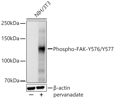 Western blot analysis of lysates from NIH/3T3 cells using Phospho-FAK-Y576/Y577 Rabbit mAb at 1:16000 dilution incubated overnight at 4℃. NIH/3T3 cells were treated with pervanadate (1 mM) at 37℃ for 30 minutes after serum-starvation overnight.|Secondary antibody: HRP-conjugated Goat anti-Rabbit IgG (H+L) at 1:10000 dilution.|Lysates/proteins: 30 μg per lane.| Blocking buffer: 3 % nonfat dry milk in TBST.| Detection: ECL Basic Kit.| Exposure time: 10s.