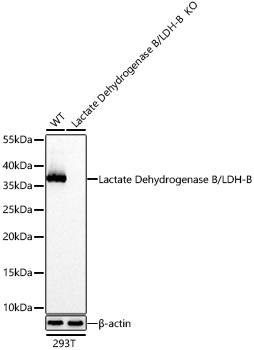 Western blot analysis of lysates from wild type (WT) and Lactate Dehydrogenase B/LDH-B knockout (KO) 293T cells using [KO Validated] Lactate Dehydrogenase B/LDH-B Rabbit mAb(A27584) at 1:12000 dilution incubated overnight at 4℃.|Secondary antibody: HRP-conjugated Goat anti-Rabbit IgG (H+L) (AS014) at 1:10000 dilution.|Lysates/proteins: 25 μg per lane.|Blocking buffer: 3% nonfat dry milk in TBST.|Detection: ECL Basic Kit (RM00020).|Exposure time: 20s.