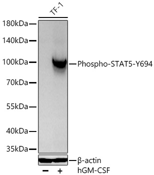 Western blot analysis of lysates from TF-1 cells using Phospho-STAT5-Y694 Rabbit mAb at 1:12000 dilution incubated at room temperature for 1.5 hours. TF-1 cells were treated with hGM-CSF (100 ng/mL) at 37℃ for 10 minutes after serum-starvation overnight.|Secondary antibody: HRP-conjugated Goat anti-Rabbit IgG (H+L) at 1:10000 dilution.|Lysates/proteins: 30 μg per lane.| Blocking buffer: 3 % nonfat dry milk in TBST.| Detection: ECL Basic Kit.| Exposure time: 5s.