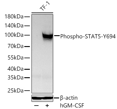 Western blot analysis of lysates from TF-1 cells using Phospho-STAT5-Y694 Rabbit mAb at 1:12000 dilution incubated at room temperature for 1.5 hours. TF-1 cells were treated with hGM-CSF (100 ng/mL) at 37℃ for 10 minutes after serum-starvation overnight.|Secondary antibody: HRP-conjugated Goat anti-Rabbit IgG (H+L) at 1:10000 dilution.|Lysates/proteins: 30 μg per lane.| Blocking buffer: 3 % nonfat dry milk in TBST.| Detection: ECL Basic Kit.| Exposure time: 10s.