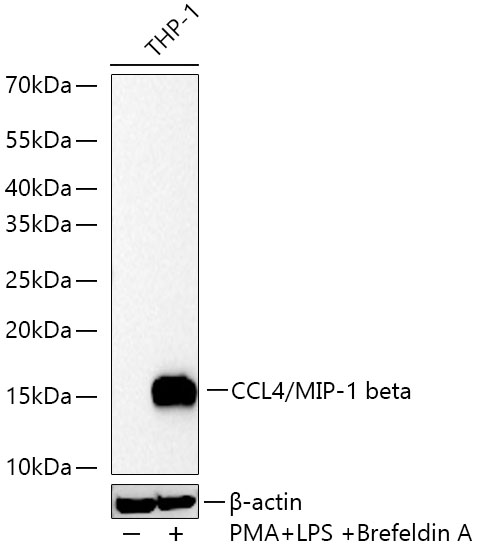 Western blot analysis of lysates from THP-1 cells using CCL4/MIP-1 beta Rabbit mAb at 1:11000 dilution incubated at room temperature for 1.5 hours. THP-1 cells were treated with PMA/TPA (80 nM) at 37℃ for overnight, LPS (1 μg/mL) and BFA (300 ng/mL) for 8 hours.|Secondary antibody: HRP-conjugated Goat anti-Rabbit IgG (H+L) at 1:10000 dilution.|Lysates/proteins: 30 μg per lane.| Blocking buffer: 3 % nonfat dry milk in TBST.| Detection: ECL Basic Kit.| Exposure time: 45s.
