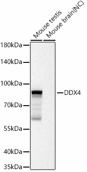 Western blot analysis of various lysates using DDX4 Rabbit mAb at 1:14000 dilution incubated overnight at 4℃.|Secondary antibody: HRP-conjugated Goat anti-Rabbit IgG (H+L) at 1:10000 dilution.|Lysates/proteins: 25 μg per lane.|Blocking buffer: 3% nonfat dry milk in TBST.|Detection: ECL Basic Kit.|Negative control (NC): Mouse brain |Exposure time: 10s.