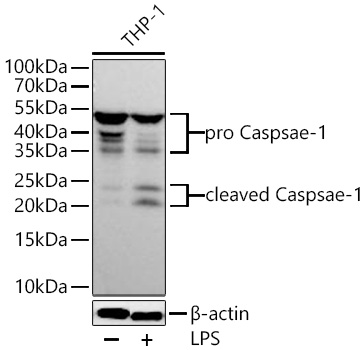 Western blot analysis of lysates from THP-1 cells using Caspase-1 Rabbit mAb at 1:5000 dilution incubated overnight at 4℃. THP-1 cells were treated with LPS (1 μg/ml) at 37℃ for 8 hours.|Secondary antibody: HRP-conjugated Goat anti-Rabbit IgG (H+L) at 1:10000 dilution.|Lysates/proteins: 30 μg per lane.| Blocking buffer: 3 % nonfat dry milk in TBST.| Detection: ECL Basic Kit.| Exposure time: 45s.