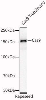 Western blot analysis of lysates from Rapeseed transfected with Cas9 using Cas9 Rabbit mAb at 1:1000 dilution incubated overnight at 4℃.|Secondary antibody: HRP-conjugated Goat anti-Rabbit IgG (H+L) at 1:10000 dilution.|Lysates/proteins: 10ng per lane.|Blocking buffer: 3% nonfat dry milk in TBST.|Detection: ECL Basic Kit.|Exposure time: 90s.