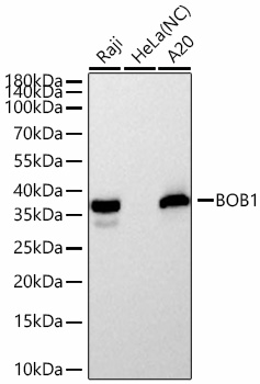 Western blot analysis of various lysates using BOB1 Rabbit mAb at 1:12000 dilution incubated overnight at 4℃.|Secondary antibody: HRP-conjugated Goat anti-Rabbit IgG (H+L) at 1:10000 dilution.|Lysates/proteins: 25 μg per lane.|Blocking buffer: 3% nonfat dry milk in TBST.|Detection: ECL Basic Kit.|Negative control (NC): HeLa|Exposure time: 1s.