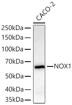 Western blot analysis of lysates from CACO-2 cells using [KD Validated] NOX1 Rabbit mAb (A27773) at 1:5000 dilution incubated at room temperature for 1.5 hours.|Secondary antibody: HRP-conjugated Goat anti-Rabbit IgG (H+L) (AS014) at 1:10000 dilution.|Lysates/proteins: 25 μg per lane.|Blocking buffer: 3% nonfat dry milk in TBST.|Detection: ECL Basic Kit (RM00020).|Exposure time: 60s.