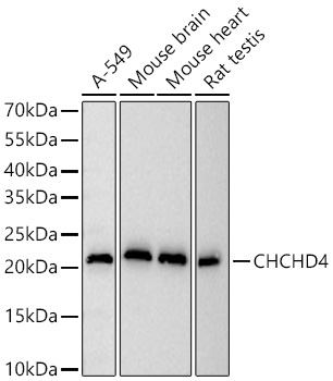 Western blot analysis of various lysates using [KD Validated] CHCHD4 Rabbit mAb (A27252) at 1:13000 dilution incubated at room temperature for 1.5 hours.|Secondary antibody: HRP-conjugated Goat anti-Rabbit IgG (H+L) (AS014) at 1:10000 dilution.|Lysates/proteins: 25 μg per lane.|Blocking buffer: 3% nonfat dry milk in TBST.|Detection: ECL Basic Kit (RM00020).|Exposure time: 10s.