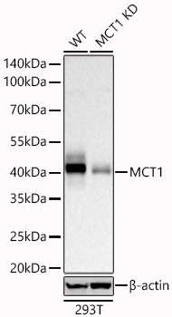 Western blot analysis of lysates from wild type (WT) and MCT1 knockdown (KD) 293T cells using [KD Validated] MCT1 Rabbit mAb (A27270) at 1:2000 dilution incubated overnight at 4℃.|Secondary antibody: HRP-conjugated Goat anti-Rabbit IgG (H+L) (AS014) at 1:10000 dilution.|Lysates/proteins: 25 μg per lane.|Blocking buffer: 3% nonfat dry milk in TBST.|Detection: ECL Basic Kit (RM00020).|Exposure time: 30s.