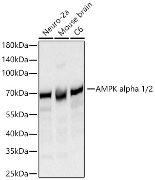 Western blot analysis of various lysates using AMPK alpha 1/2 Rabbit  mAb at 1:20000 dilution incubated overnight at 4℃.|Secondary antibody: HRP-conjugated Goat anti-Rabbit IgG (H+L) at 1:10000 dilution.|Lysates/proteins: 25 μg per lane.|Blocking buffer: 3% nonfat dry milk in TBST.|Detection: ECL Basic Kit.|Exposure time: 30s.