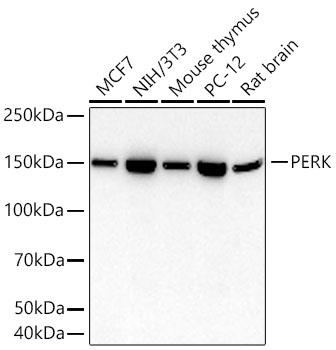 Western blot analysis of various lysates using PERK Rabbit mAb at 1:14000 dilution incubated overnight at 4℃.|Secondary antibody: HRP-conjugated Goat anti-Rabbit IgG (H+L) at 1:10000 dilution.|Lysates/proteins: 25 μg per lane.|Blocking buffer: 3% nonfat dry milk in TBST.|Detection: ECL Basic Kit.|Exposure time: 45s.