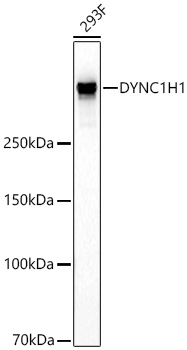 Western blot analysis of lysates from 293F cells using [KD Validated] DYNC1H1 Rabbit mAb (A27292) at 1:13000 dilution incubated at room temperature for 1.5 hours.|Secondary antibody: HRP-conjugated Goat anti-Rabbit IgG (H+L) (AS014) at 1:10000 dilution.|Lysates/proteins: 25 μg per lane.|Blocking buffer: 3% nonfat dry milk in TBST.|Detection: ECL Basic Kit (RM00020).|Exposure time: 60s.
