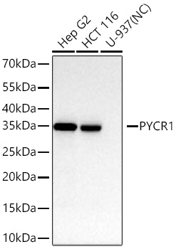 Western blot analysis of various lysates using PYCR1 Rabbit mAb at 1:12000 dilution incubated at room temperature for 1.5 hours.|Secondary antibody: HRP-conjugated Goat anti-Rabbit IgG (H+L) at 1:10000 dilution.|Lysates/proteins: 25 μg per lane.|Blocking buffer: 3% nonfat dry milk in TBST.|Detection: ECL Basic Kit.|Negative control (NC): U-937|Exposure time: 10s.