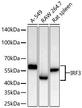 Western blot analysis of various lysates using [KO Validated] IRF3 Rabbit mAb (A27272) at 1:11000 dilution incubated overnight at 4℃.|Secondary antibody: HRP-conjugated Goat anti-Rabbit IgG (H+L) (AS014) at 1:10000 dilution.|Lysates/proteins: 25 μg per lane.|Blocking buffer: 3% nonfat dry milk in TBST.|Detection: ECL Basic Kit (RM00020).|Exposure time: 30s.