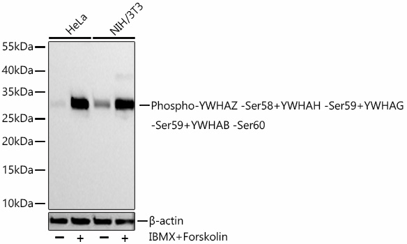 Western blot analysis of various lysates using Phospho-YWHAZ -Ser58+YWHAH -Ser59+YWHAG-Ser59+YWHAB -Ser60 Rabbit mAb at 1:13000 dilution incubated overnight at 4℃. HeLa cells and NIH/3T3 cells were treated with IBMX (50μM) and Forskolin (10 μM) at 37℃ for 30 minutes.|Secondary antibody: HRP-conjugated Goat anti-Rabbit IgG (H+L) at 1:10000 dilution.|Lysates/proteins: 30 μg per lane.|Blocking buffer: 3% nonfat dry milk in TBST.|Detection: ECL Basic Kit.|Exposure time: 90s.