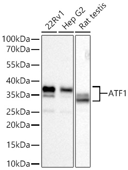 Western blot analysis of various lysates using [KD Validated] ATF1  Rabbit mAb (A27742) at 1:7000 dilution incubated overnight at 4℃.|Secondary antibody: HRP-conjugated Goat anti-Rabbit IgG (H+L) (AS014) at 1:10000 dilution.|Lysates/proteins: 25 μg per lane.|Blocking buffer: 3% nonfat dry milk in TBST.|Detection: ECL Basic Kit (RM00020).|Exposure time: 20s.