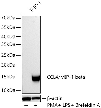Western blot analysis of lysates from THP-1 cells using CCL4/MIP-1 beta Rabbit mAb at 1:7000 dilution incubated overnight at 4℃. THP-1 cells were treated with LPS (1 μg/ml), PMA/TPA (200 nM) and Brefeldin A (300 ng/ml) for 8 hours.|Secondary antibody: HRP-conjugated Goat anti-Rabbit IgG (H+L) at 1:10000 dilution.|Lysates/proteins: 30 μg per lane.| Blocking buffer: 3 % nonfat dry milk in TBST.| Detection: ECL Basic Kit.| Exposure time: 10s.