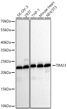 Western blot analysis of various lysates using TIM23  Rabbit mAb (A27746) at 1:5000 dilution incubated at room temperature for 1.5 hours.|Secondary antibody: HRP-conjugated Goat anti-Rabbit IgG (H+L) (AS014) at 1:10000 dilution.|Lysates/proteins: 25 μg per lane.|Blocking buffer: 3% nonfat dry milk in TBST.|Detection: ECL Basic Kit (RM00020).|Exposure time: 5s.